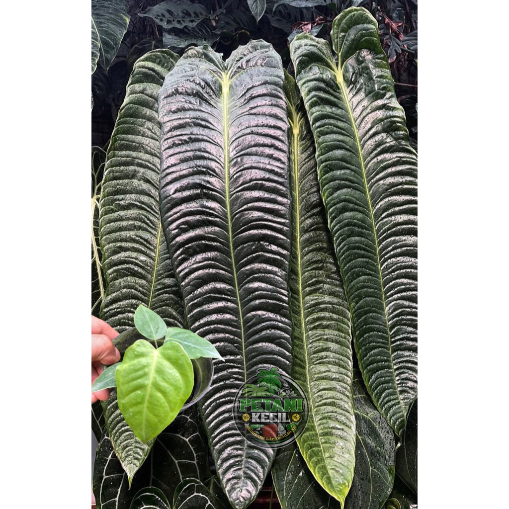 Anthurium veitchi king Baby - kuping gajah veitchi King anakan