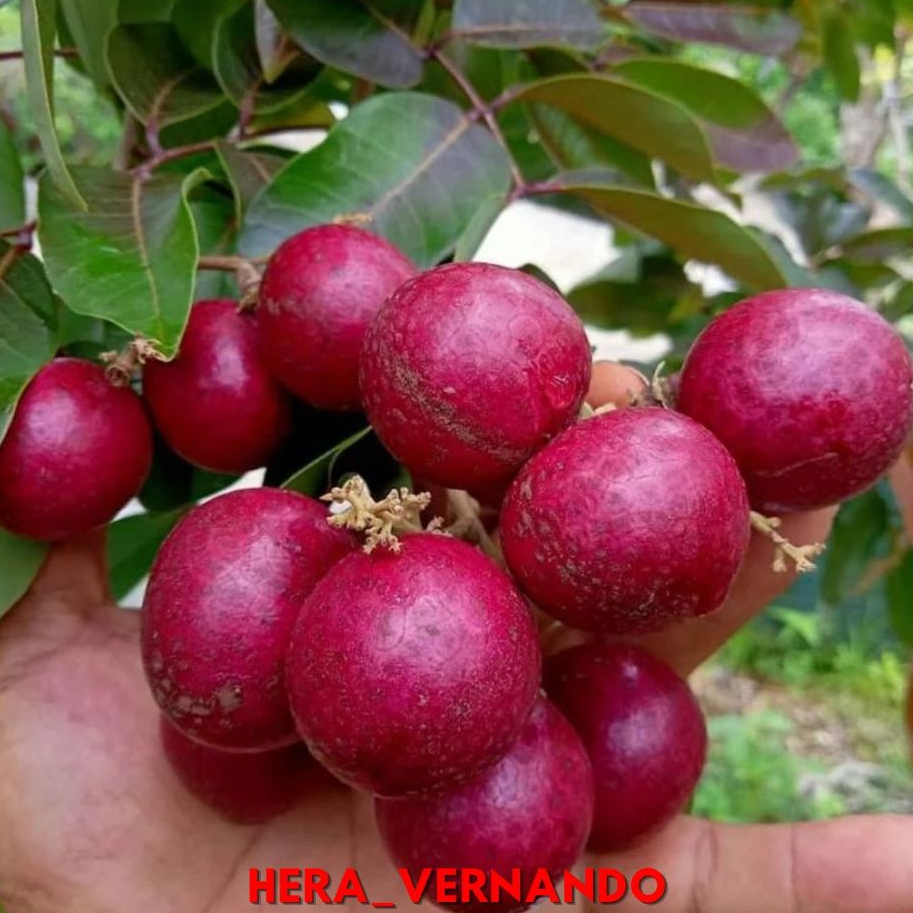 Bibit Kelengkeng Ruby Longan Merah 1 meter Super Cepat Berbuah