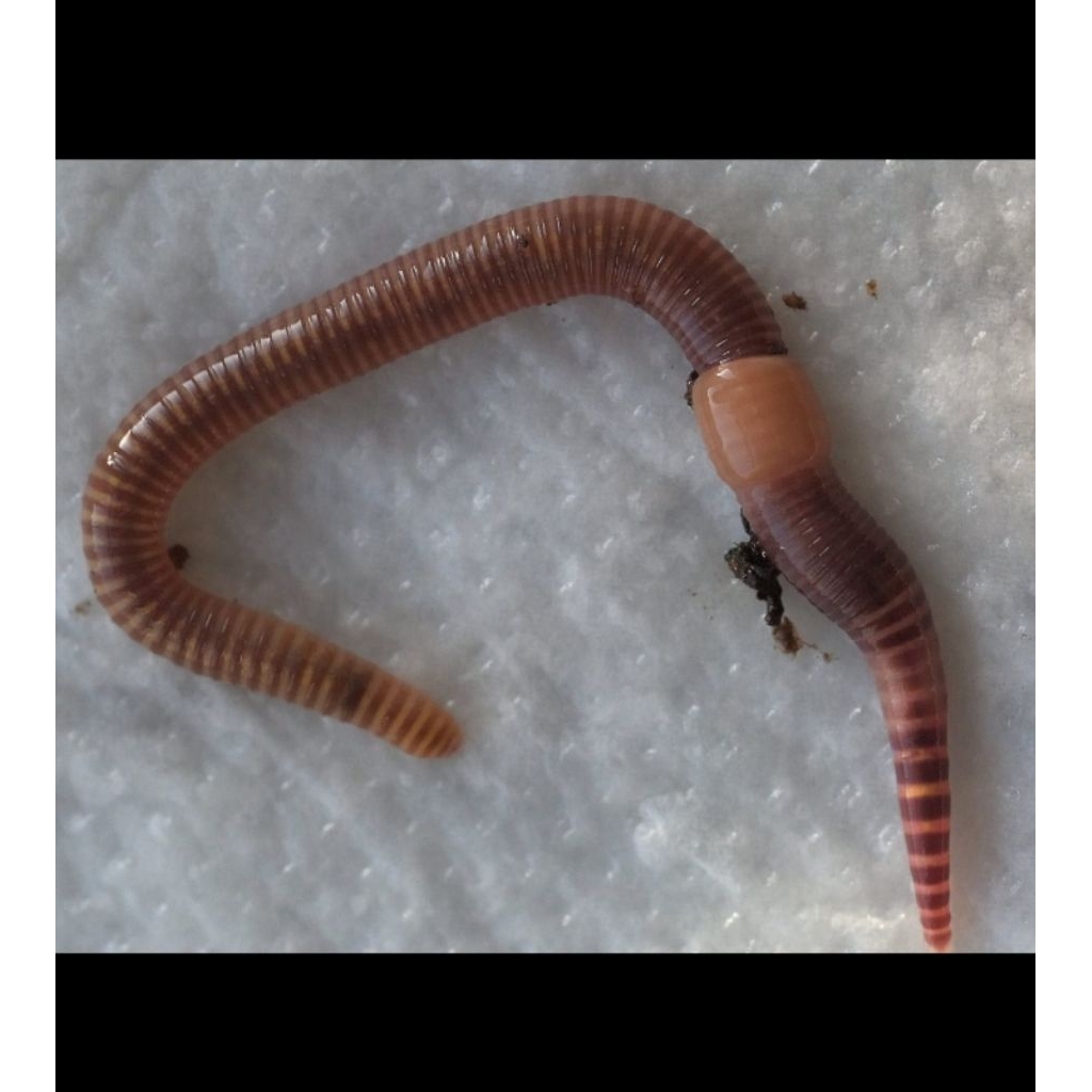 cacing Lumbricus rubellus murni 100% 500gram