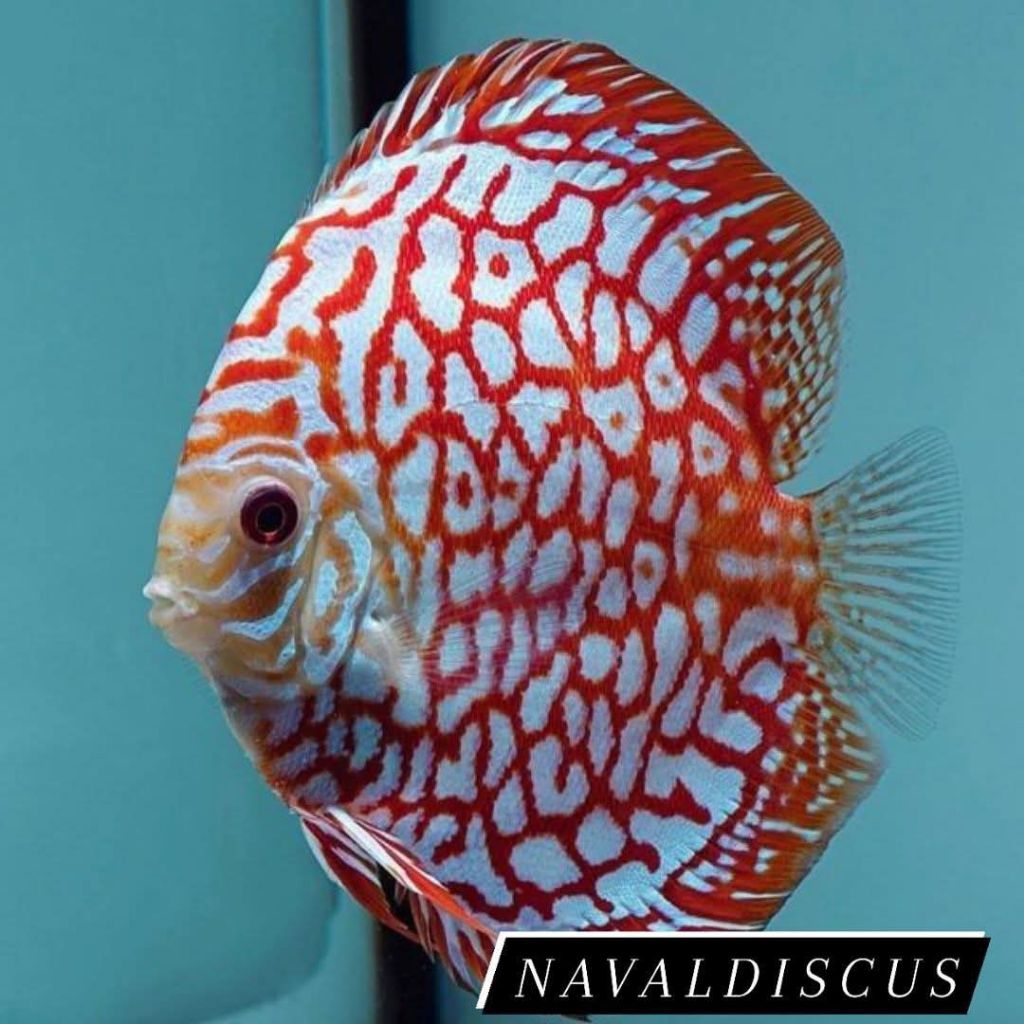 Discus aquascape pigeon jaguar ikan hias aquarium