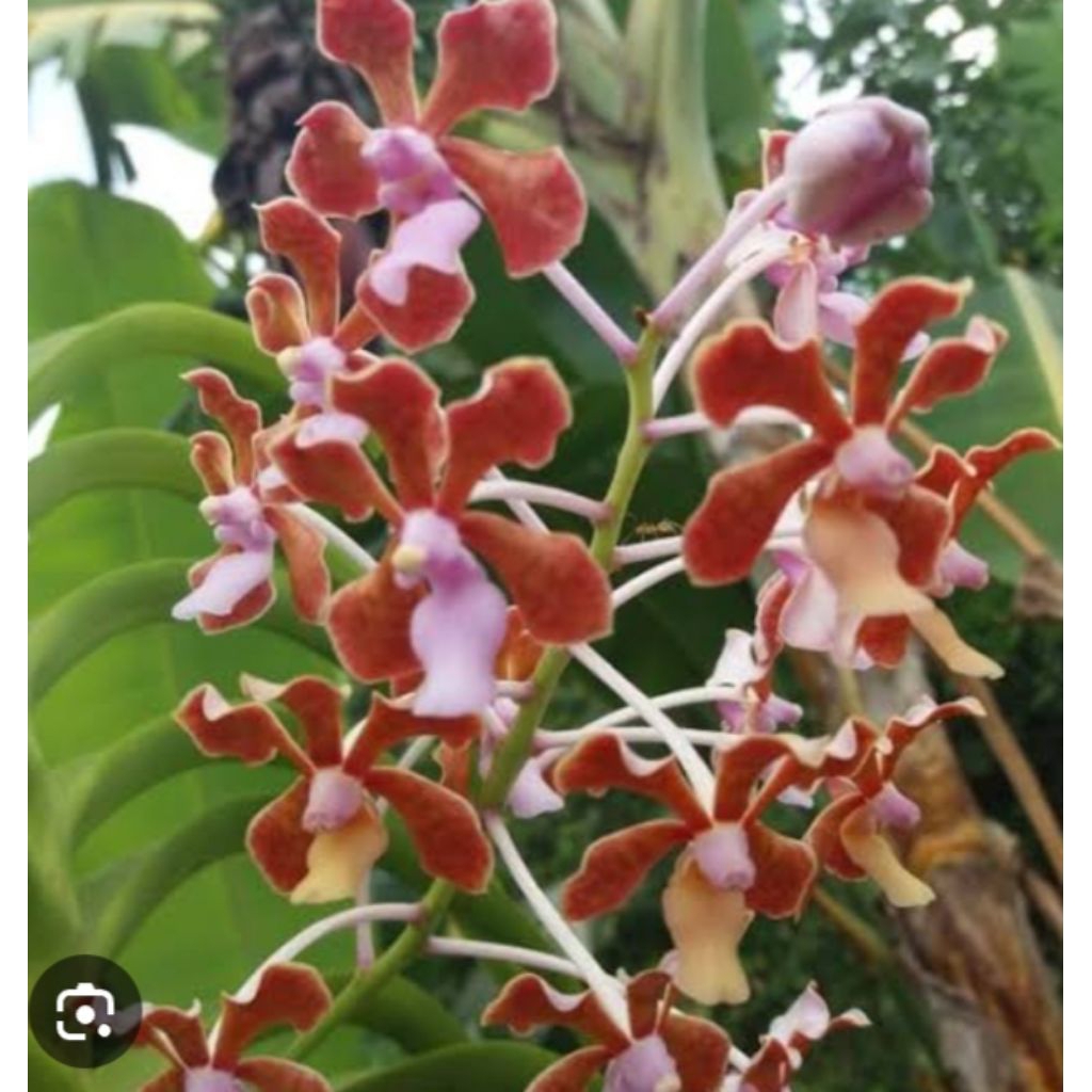Vanda limbata