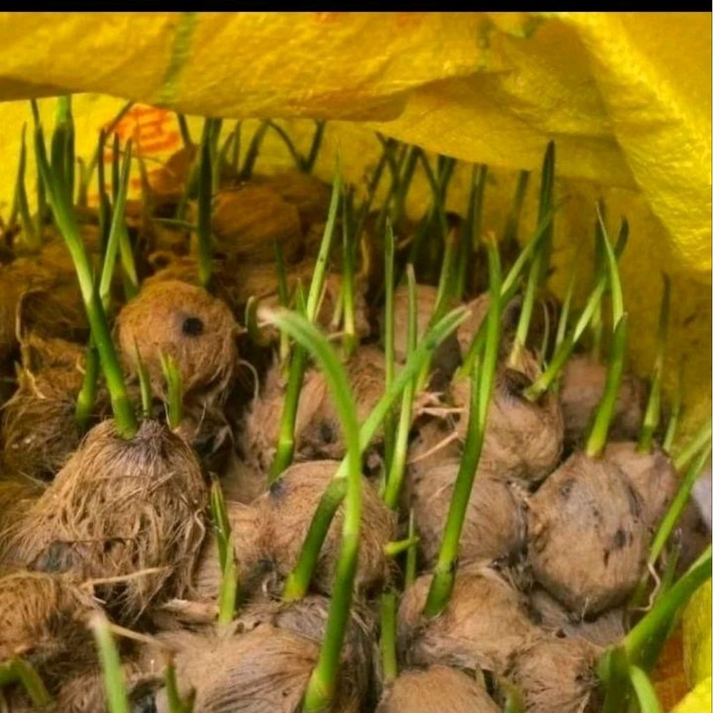 100 Bibit pohon pinang betara siap tanaman