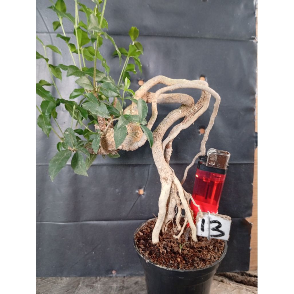 Bonsai sakura mikro