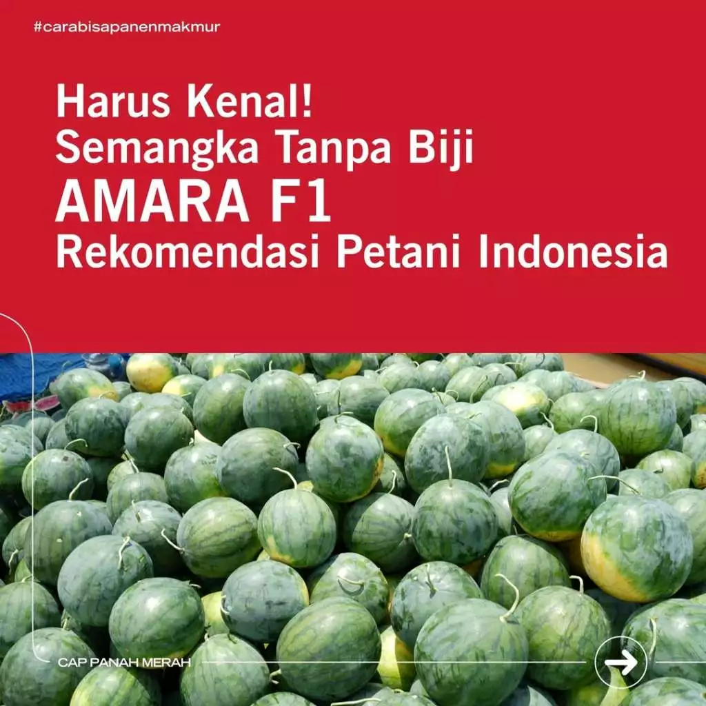 LEBIH HEMAT 2 Bungkus Benih Semangka Merah NON Biji AMARA F1 PANAH MERAH - Bibit Tanaman Buah Buahan