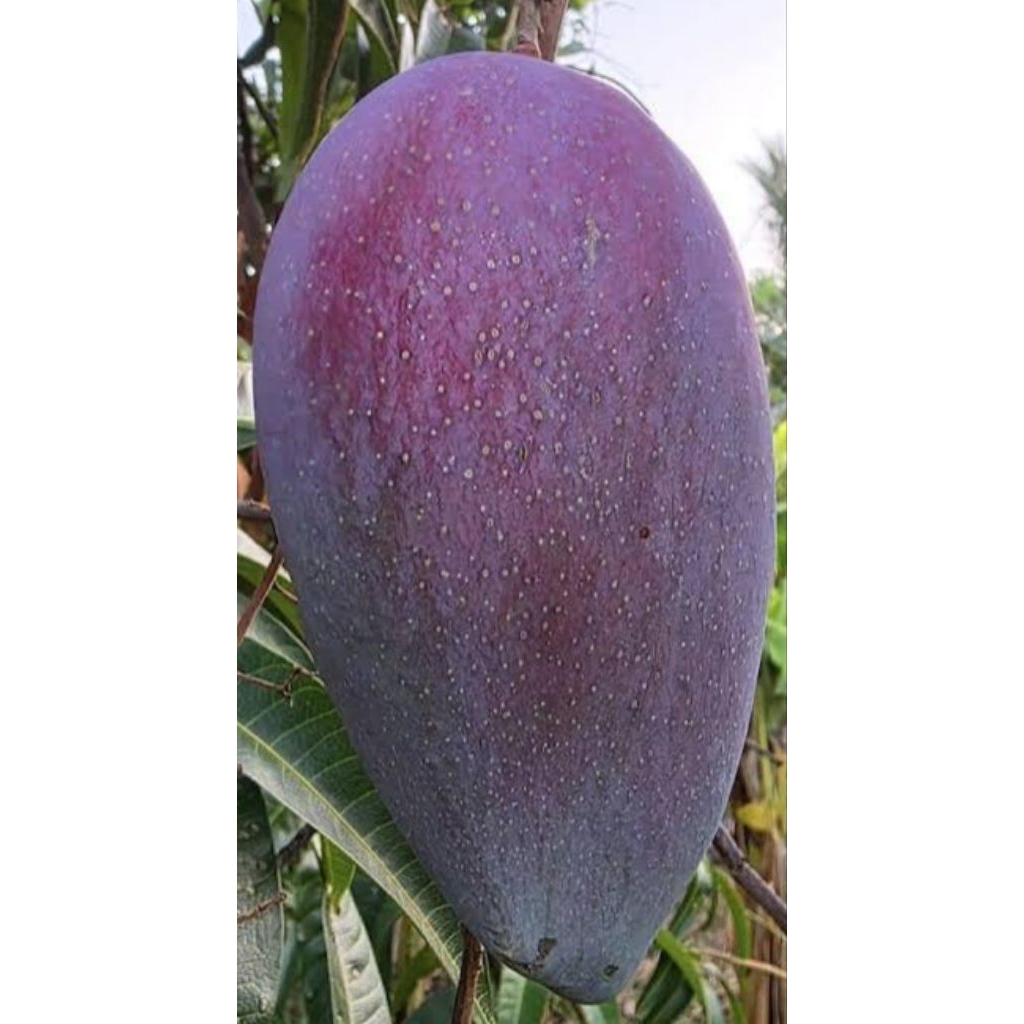 bibit mangga Yuwen 6