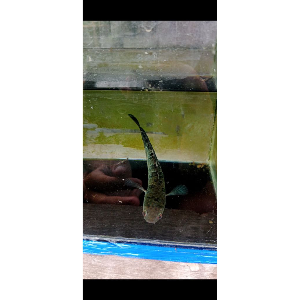 red Barito progres 15cm