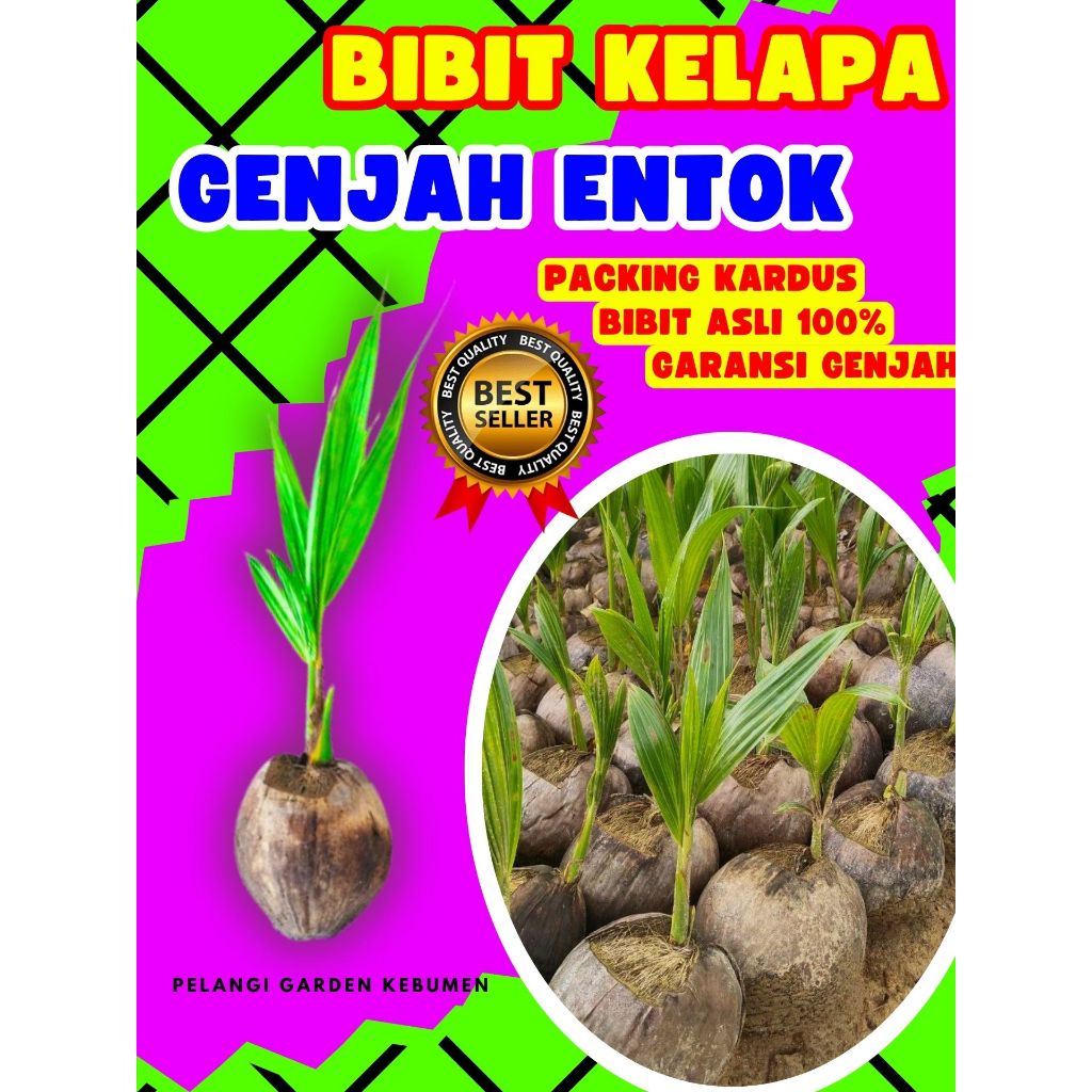 DICARI-CARI  Bibit Kelapa Pendek Entok Jumbo