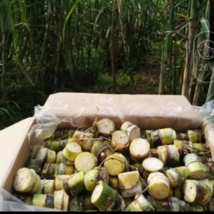 Bibit tebu ijo kediri perbagal, binit tebu ijo unggul per mata tunas, murahh