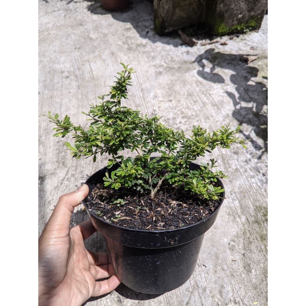 Bahan bonsai saeng simbur micro vietnam varigata