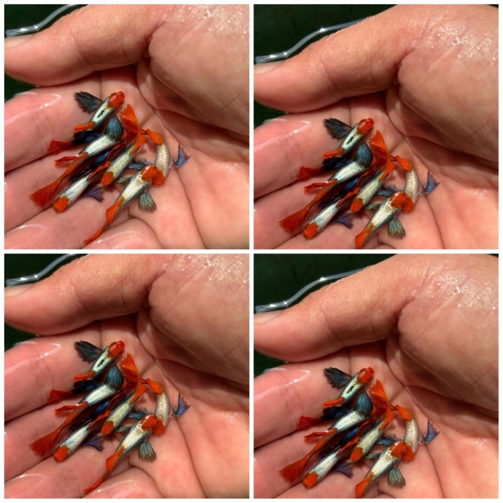 GUPPY PRTDE KOI SUPER DUMBO EAR INDUKAN