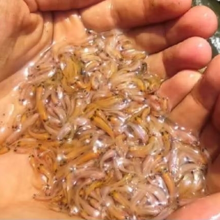 Larva Nila Merah Bangkok Isi 100 Ekor Perpaket Unggulan Sehat, Aktif & Cepat Besar
