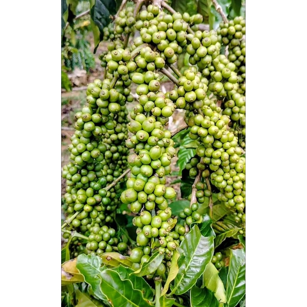 Entres kopi klon Bagio super