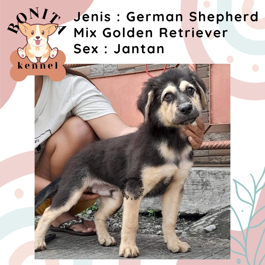 German Sherperd Mix Golden Retriever Anak Anjing Herder Golden Jantan Betina