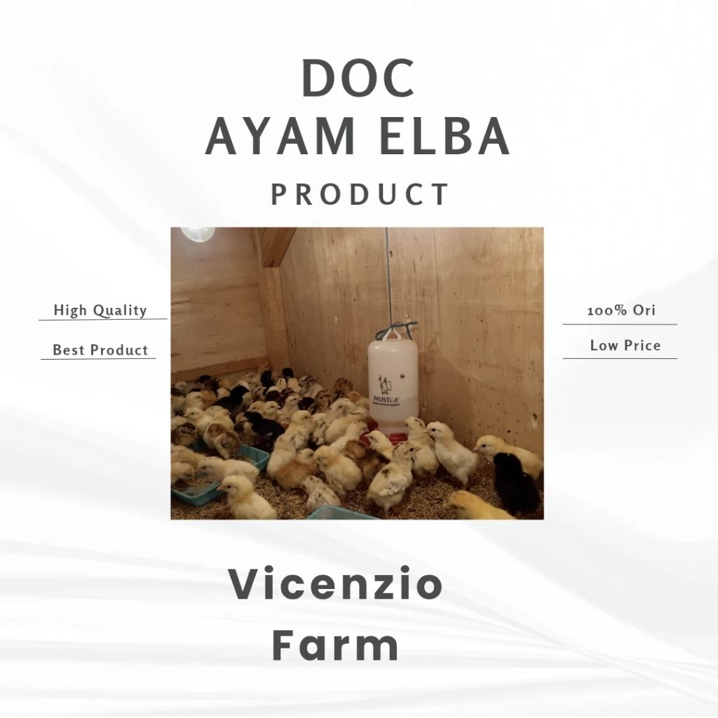 DOC Ayam Elba Sudah Vaksin