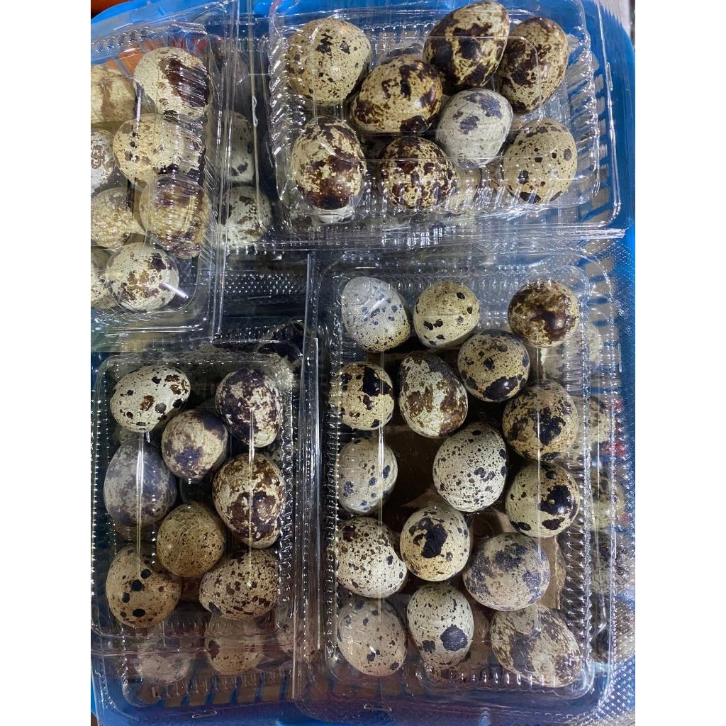 telur puyuh medan 10pcs