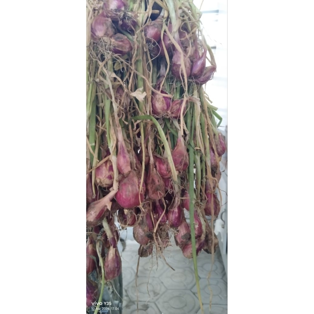 Bawang Brebes