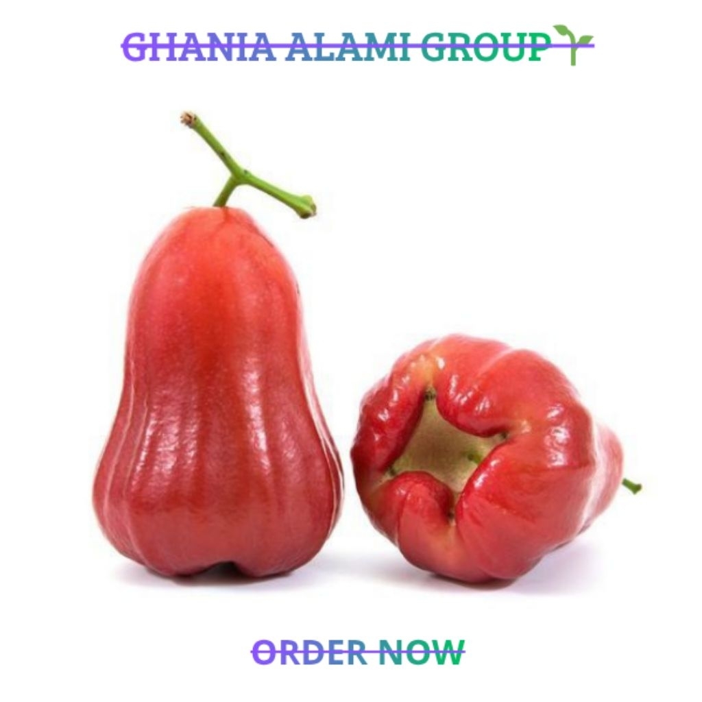 [Premium] Buah Jambu Air Merah Citra 1Kg Manis Segar Alami
