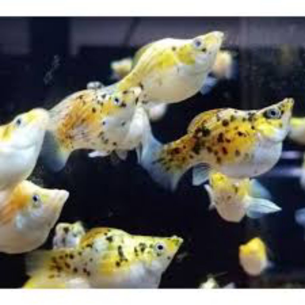 koleksi molly calico balon 10 pcs