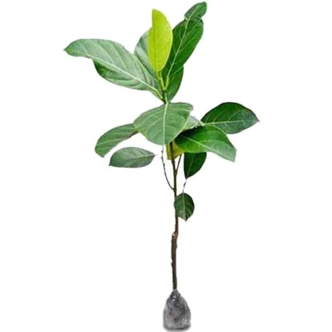 bibit nangka madu j33 nangka premium