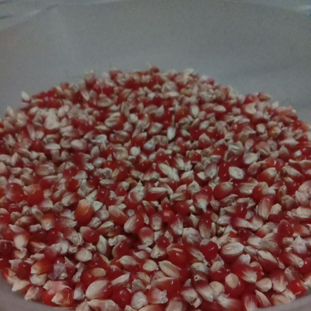 Kristal Merah Jagung Super Merah Jagung Kristal Merah