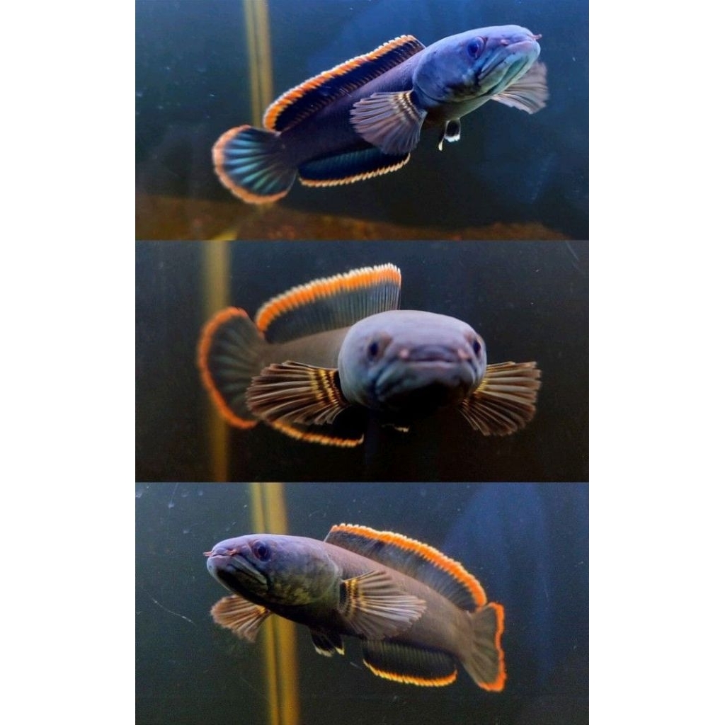 stok terbatas limbata 12 cm up singel tank galak rim tebal