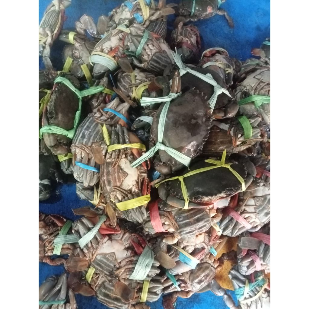 Kepiting bertelur segar/hidup