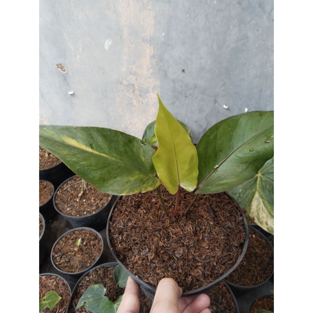 anthurium garuda varigata