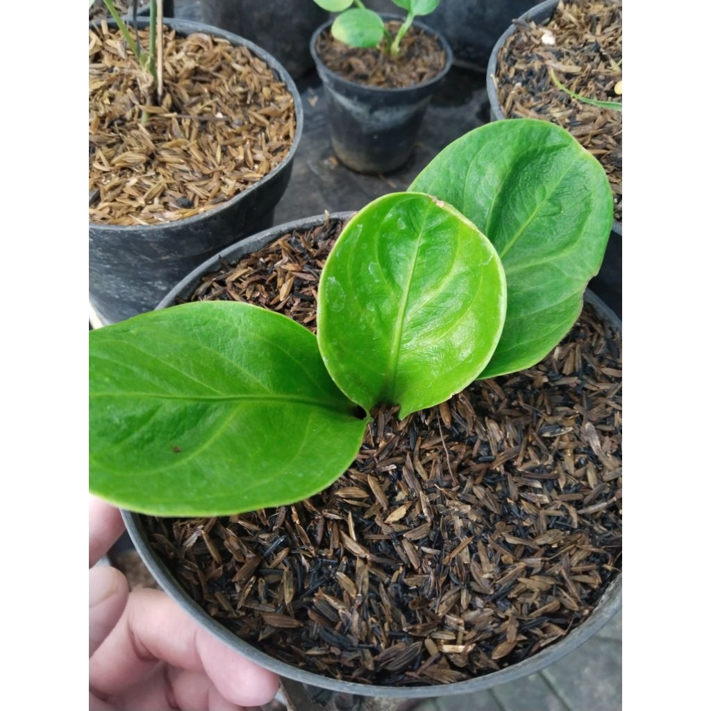 anthurium mangkok rasputin original