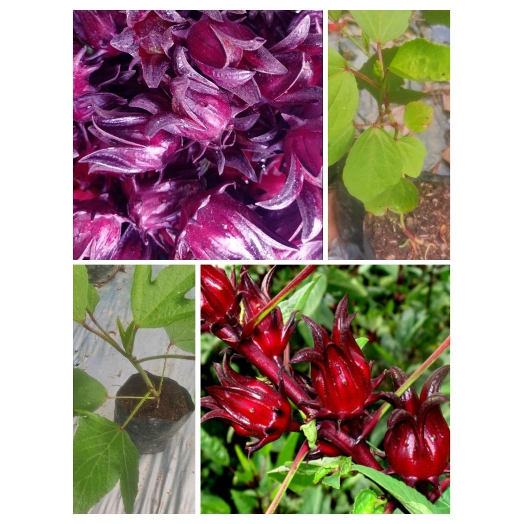 Bibit Tanaman Herbal Bunga Rosella Ungu dan Merah
