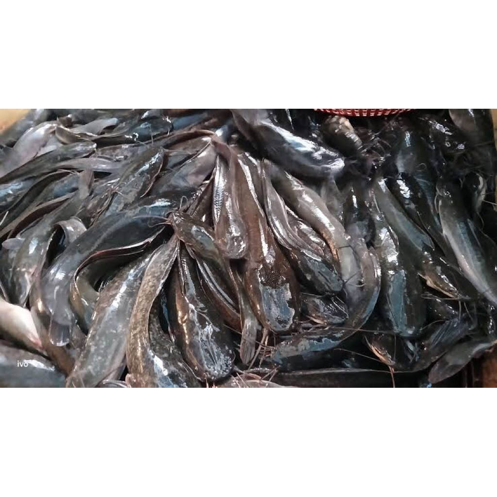 ikan lele segar hidup fresh siap konsumsi murah per ekor | KHUSUS INSTANT & SAMEDAY