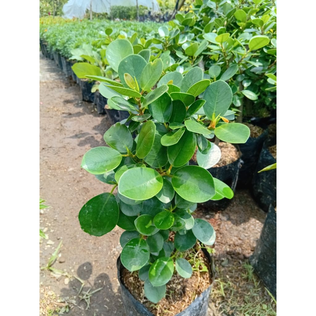 Tanaman Hias Beringin Dolar Daun Bulat Tinggi 30-40cm