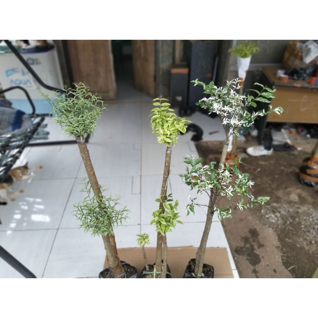 bonsai Taman paket 3 pohon bonsai taman tinggi 1meter bonsai anting Putri silver mikro bonsai anting