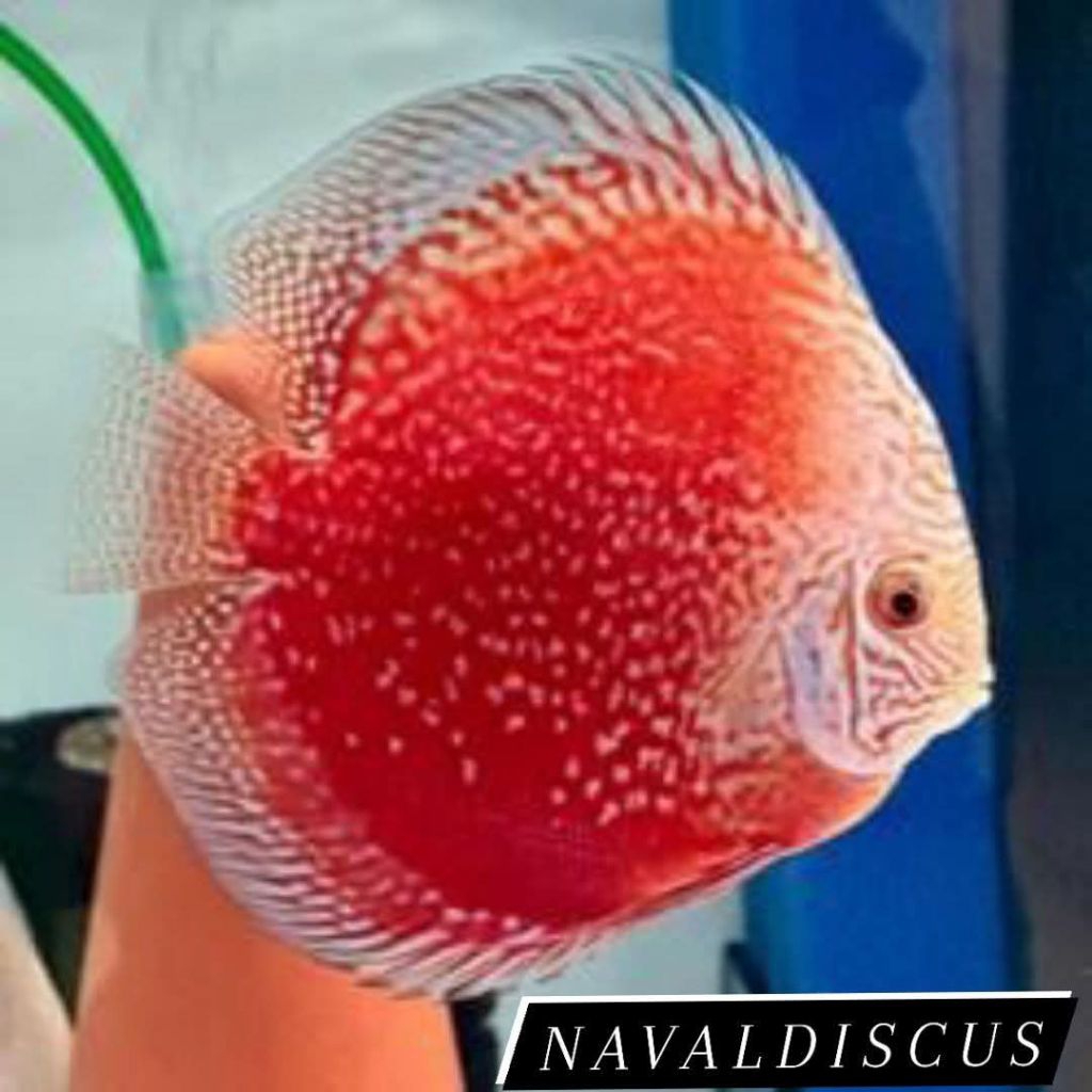 Discus aquascape Red Stardust ikan hias aquarium