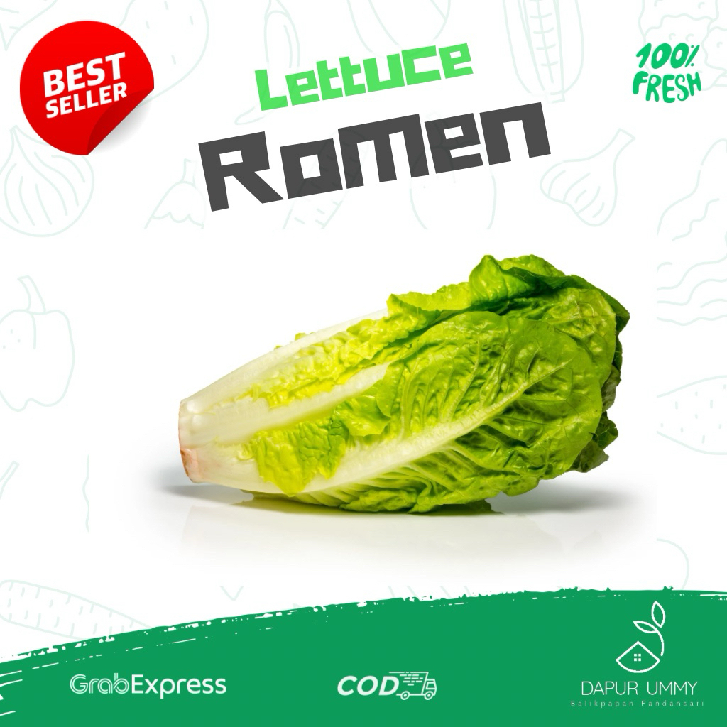 ROMAINE • Lettuce Romaine • Selada Romen