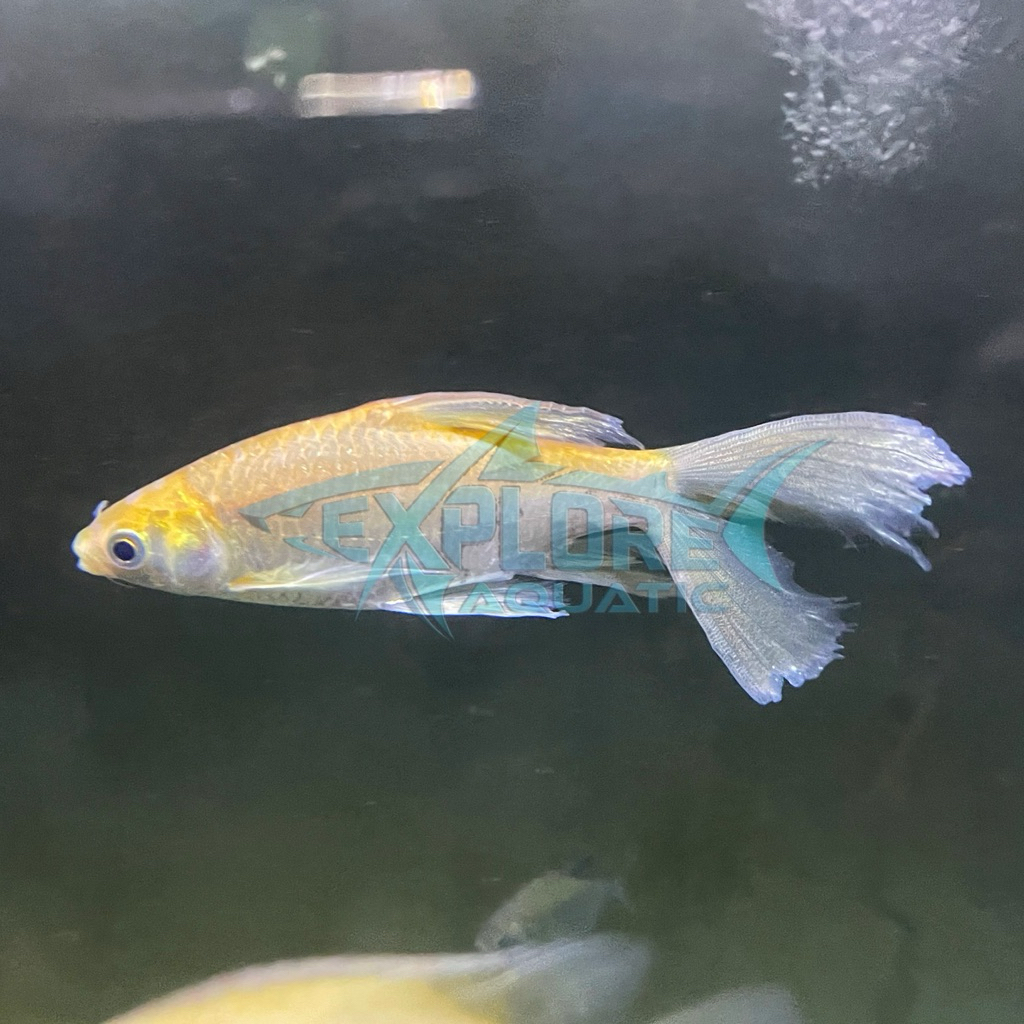 Kaviat Slayer 15cm - Ikan Hias Pembersih Kotoran Aquarium Kolam
