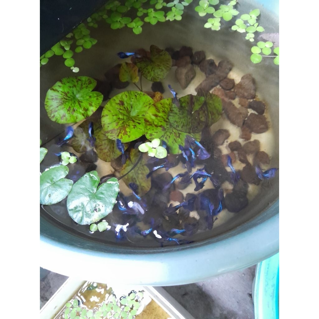 Hiasan Aquarium Guppy Blue Dragon