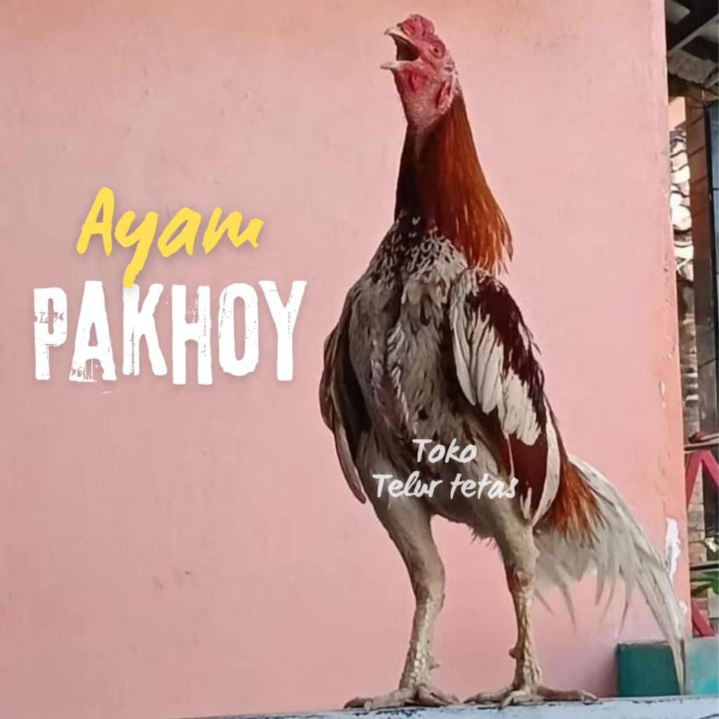 TELUR AYAM  PAKHOY FULL BRAKOT DRUMBAND UNTUK DITETASKAN