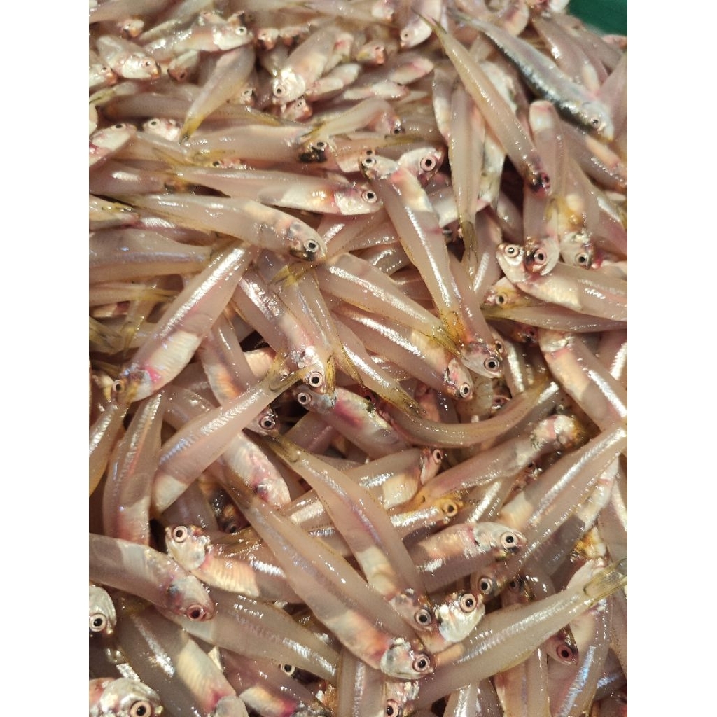 Ikan Teri Basah Besar (Bukan Teri Medan) 500gr