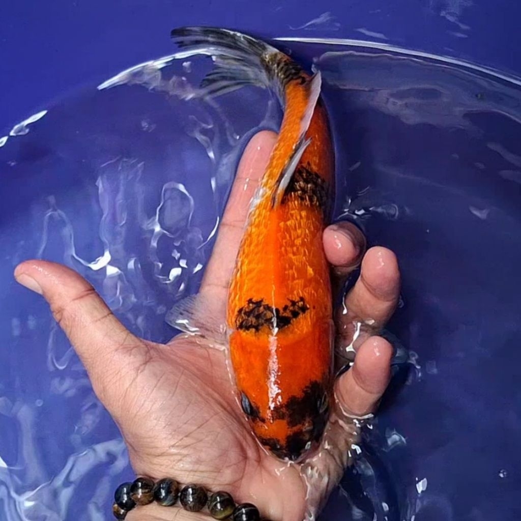 Ikan Koi Blitar Jenis Kin Showa / Rumah Koi Jakarta / kode 001