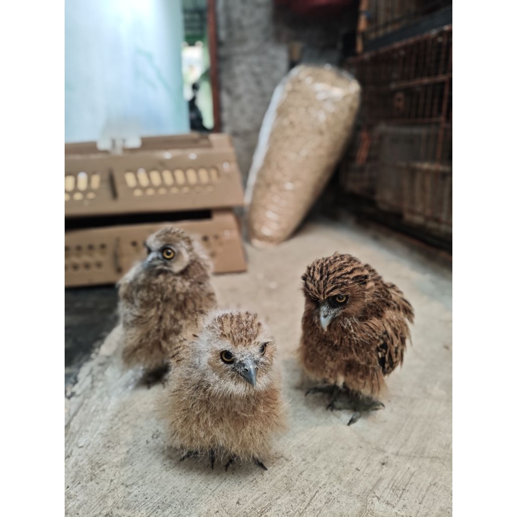 BUFFY FISH OWL/BURUNG HANTU LIMBAD