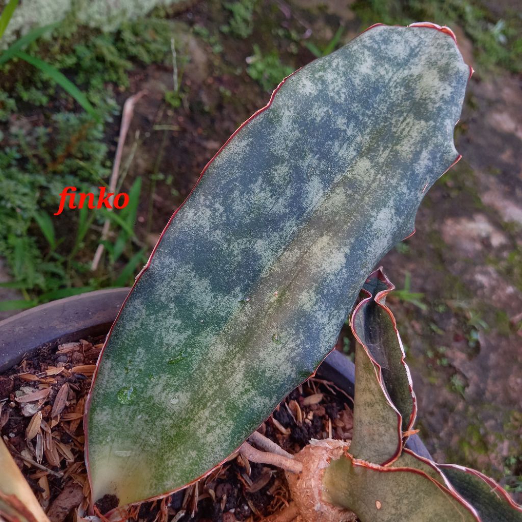 R.944. sansevieria sp. shamva to inyagui river. ex. induk variegata