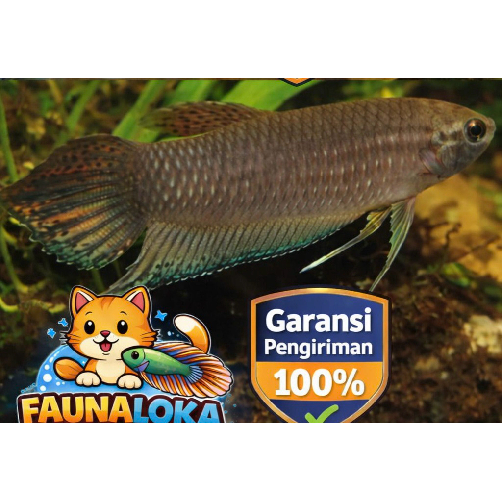 Wild Betta Simorum Locality Jambi