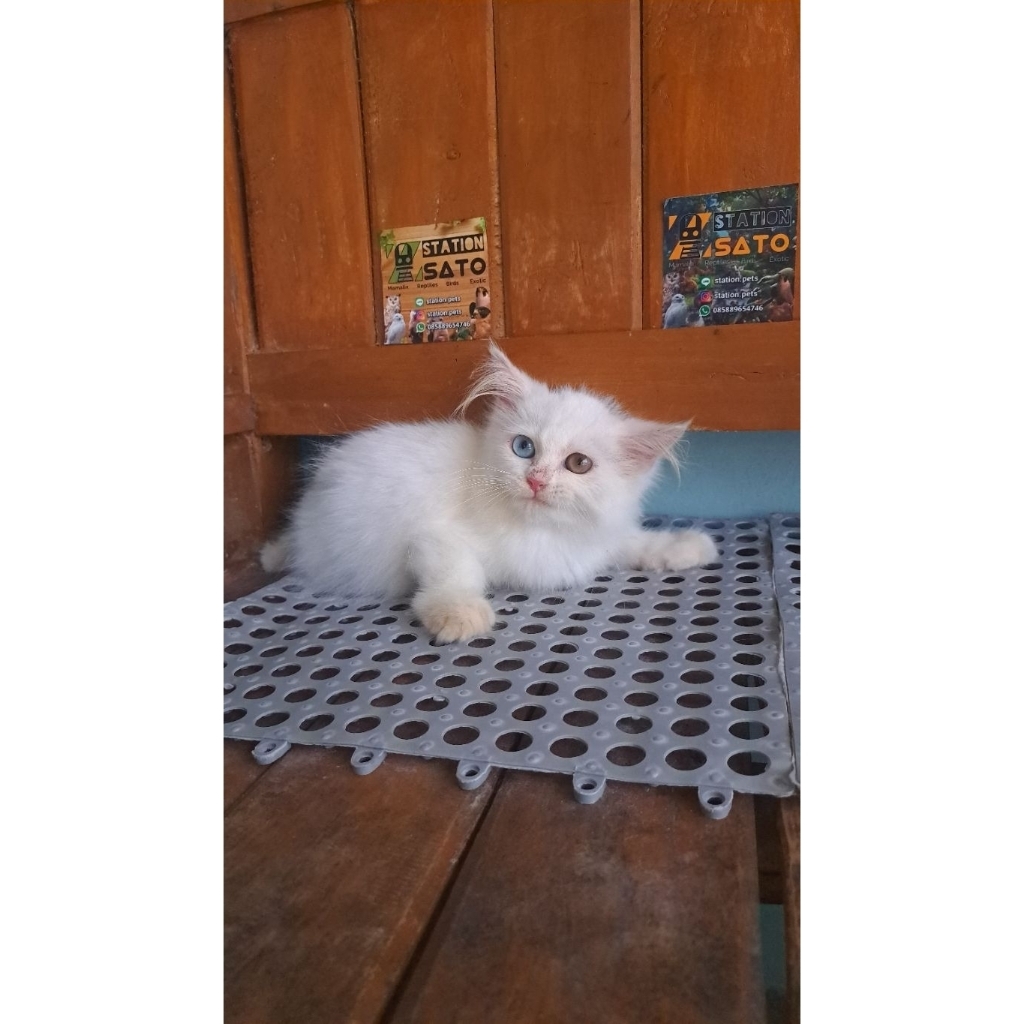 kucing persia odd eyes lucu