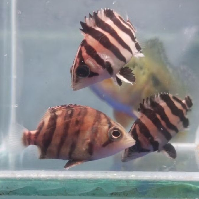 Datz Tiger fish