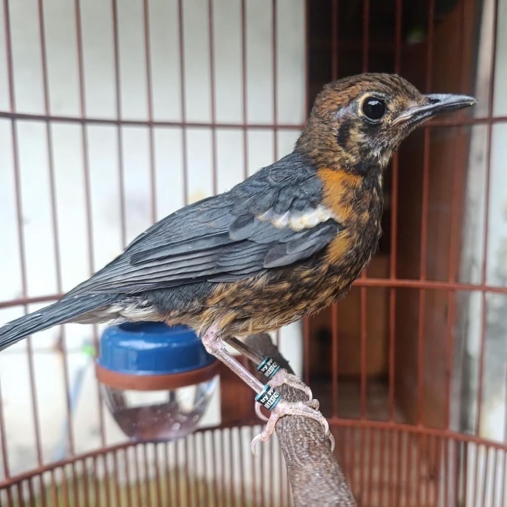 Burung Anis merah anakan trotol umur 4-5 bulan Prediksi jantan