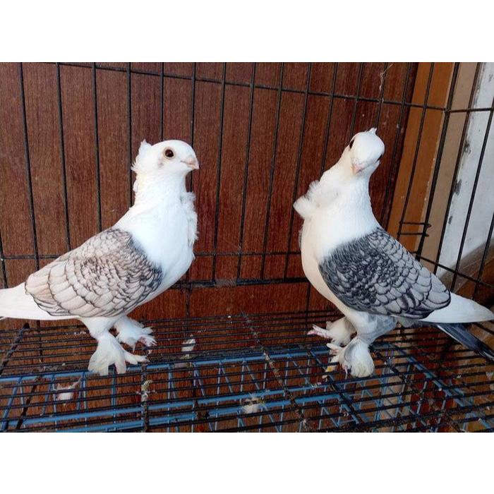 Burung Merpati Hias Santinet Sepasang Indukan Pilihan