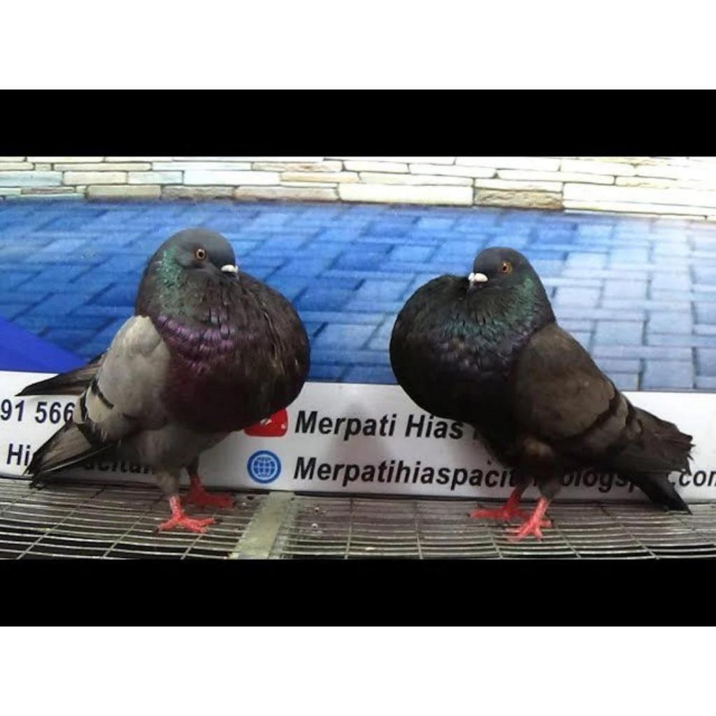 Merpati Hias Gondok Gaditano Pasangan Pilihan Bagus