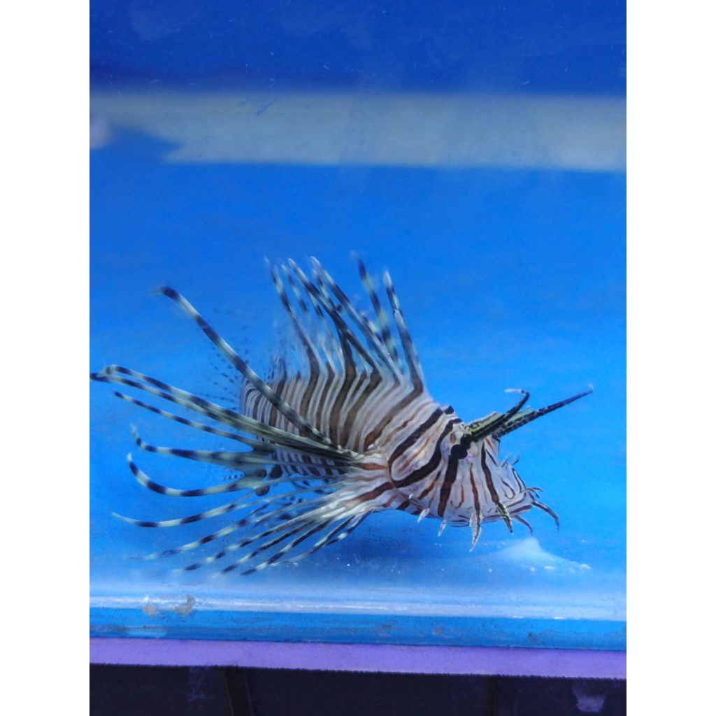 ikan lion fish