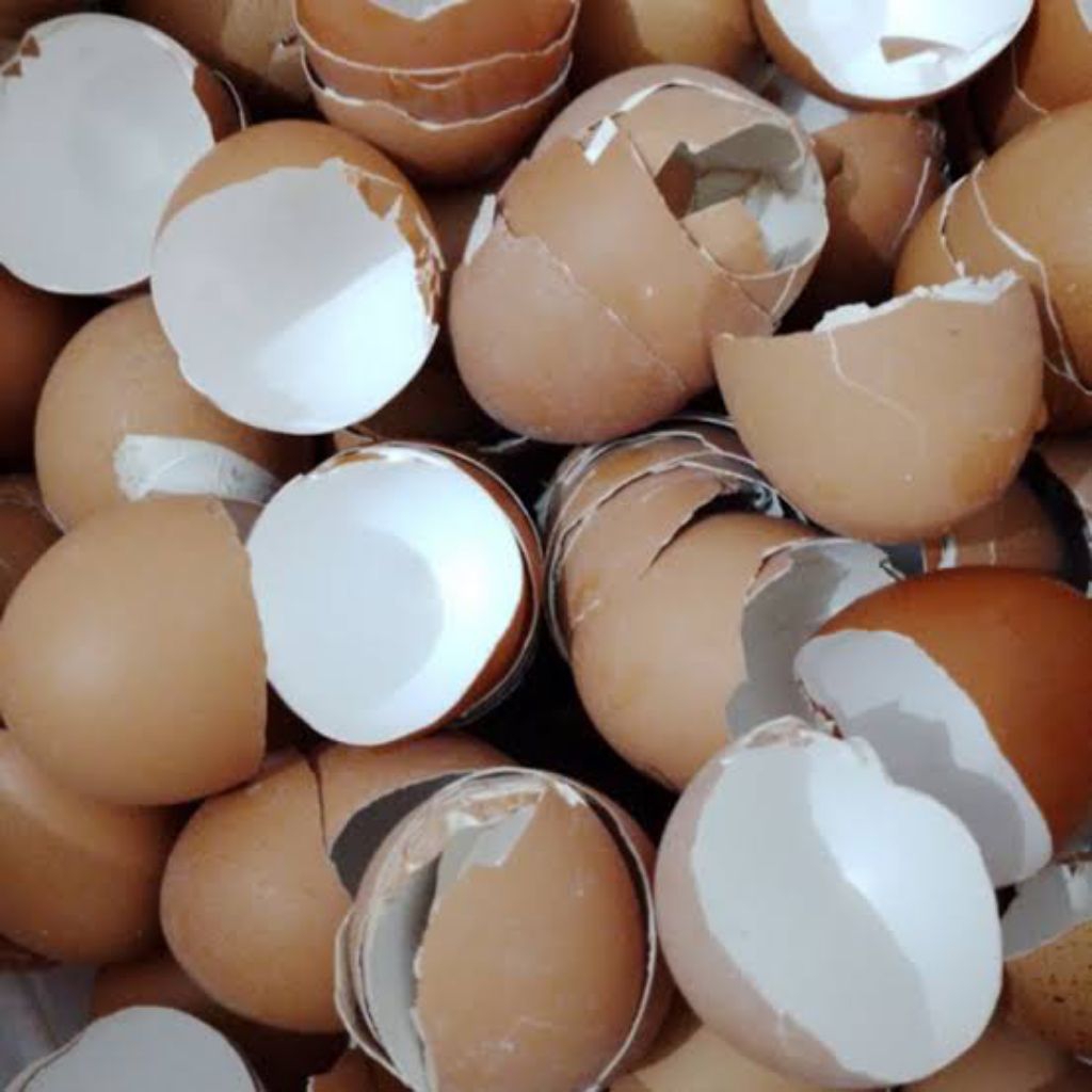 cangkang telur kulit telur ayam