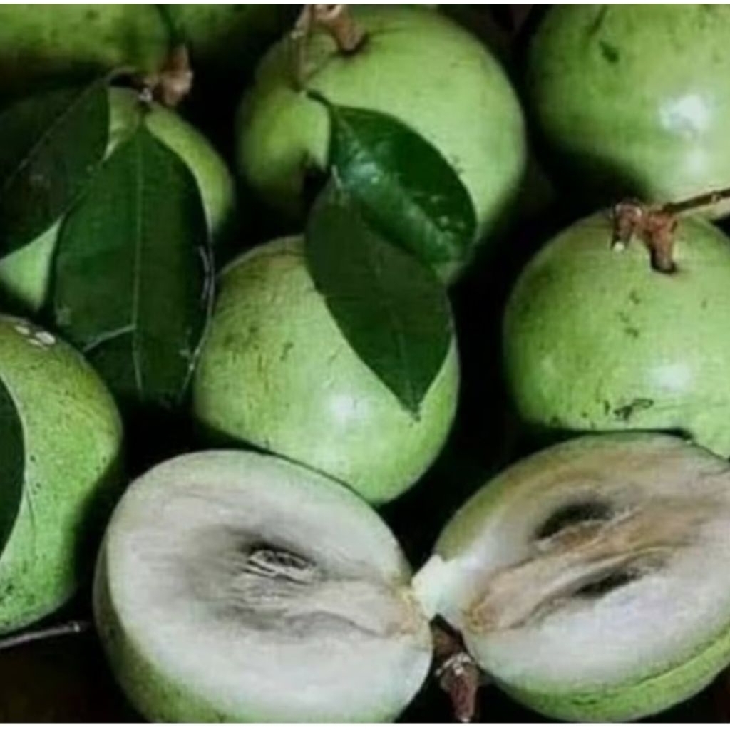 bibit tanaman buah kenitu hijau